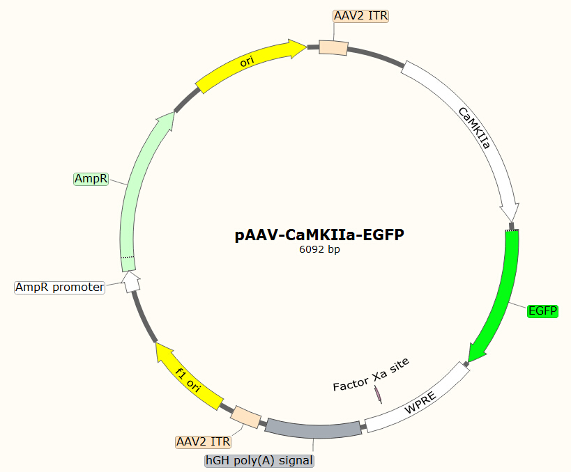 pAAV-CaMKIIa-EGFP载体图谱